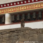 2014.12.10 Kathmandu 01 Swayambhunath Monkey Roller ResizeBy Donna Yates CC BY-NC-SA