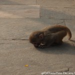 2014.12.10 Kathmandu 03 Swayambhunath Baby monkey bow ResizeBy Donna Yates CC BY-NC-SA