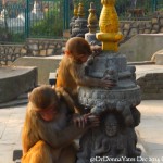 2014.12.10 Kathmandu 06 Swayambhunath monkeys and shrines ResizeBy Donna Yates CC BY-NC-SA