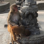 2014.12.10 Kathmandu 07 Swayambhunath monkeys and shrines ResizeBy Donna Yates CC BY-NC-SA