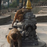 2014.12.10 Kathmandu 08 Swayambhunath monkeys and shrines ResizeBy Donna Yates CC BY-NC-SA