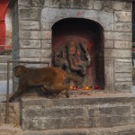 2014.12.10 Kathmandu 10 Swayambhunath monkeys and shrines ResizeBy Donna Yates CC BY-NC-SA