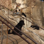 2014.12.10 Kathmandu 15 Swayambhunath pups on the stairs ResizeBy Donna Yates CC BY-NC-SA