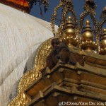 2014.12.10 Kathmandu 20 Swayambhunath monkeys on top ResizeBy Donna Yates CC BY-NC-SA