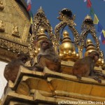 2014.12.10 Kathmandu 21 Swayambhunath monkeys on top ResizeBy Donna Yates CC BY-NC-SA