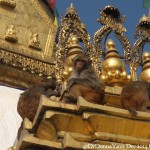 2014.12.10 Kathmandu 22 Swayambhunath monkeys on top ResizeBy Donna Yates CC BY-NC-SA