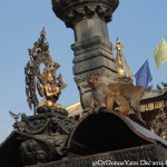 2014.12.10 Kathmandu 23 Swayambhunath monkeys on top ResizeBy Donna Yates CC BY-NC-SA