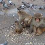 2014.12.10 Kathmandu 24 Swayambhunath Monkeys eating rice ResizeBy Donna Yates CC BY-NC-SA