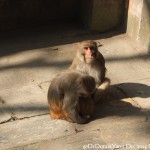 2014.12.10 Kathmandu 60 Swayambhunath monkey family ResizeBy Donna Yates CC BY-NC-SA