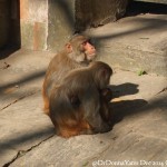 2014.12.10 Kathmandu 61 Swayambhunath monkey family ResizeBy Donna Yates CC BY-NC-SA