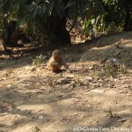 2014.12.10 Kathmandu 62 Swayambhunath monkey baby ResizeBy Donna Yates CC BY-NC-SA